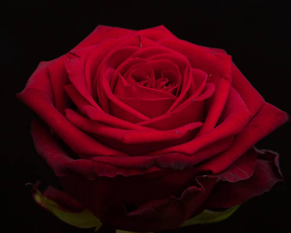 Miguel Art Print featuring the photograph Roses are Red #2 by Miguel Winterpacht