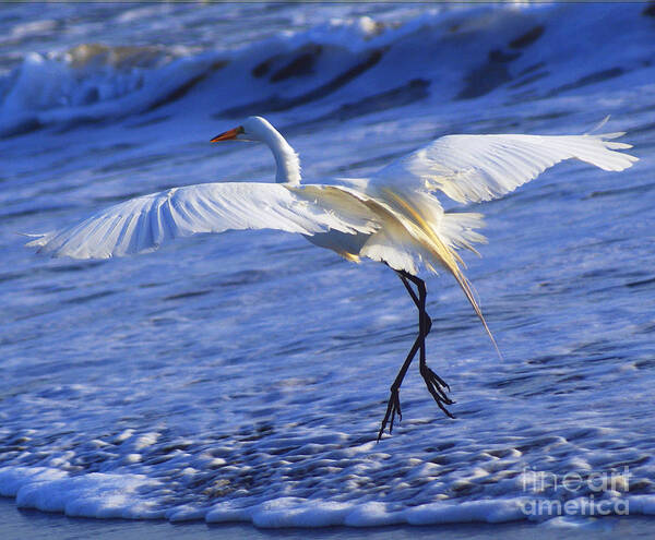 Great White Heron Art Print featuring the photograph Taking Off by Debby Pueschel