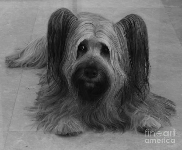 Dog Art Print featuring the photograph Tory #2 by Heather Hennick