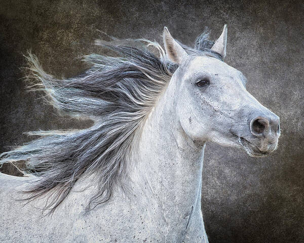 Equine Art Print featuring the photograph Wild at Heart #1 by Ron McGinnis