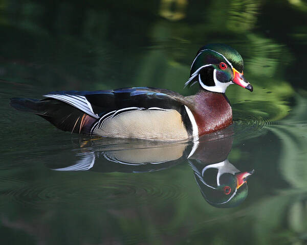Wood Duck Art Print featuring the photograph Wood Duck #1 by Larry Linton