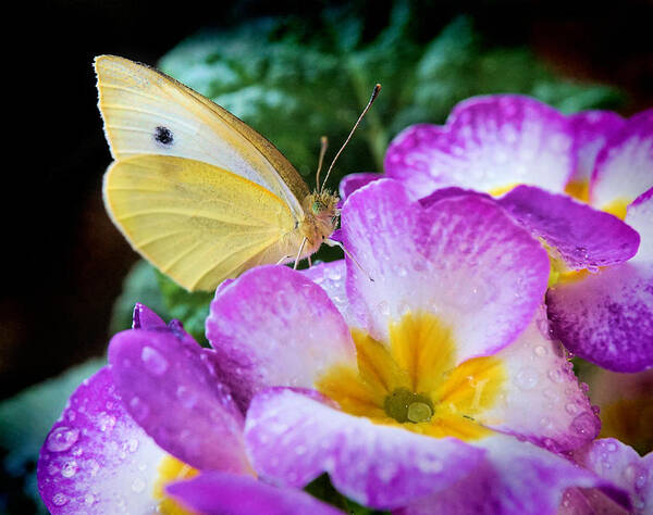 Yellow Art Print featuring the photograph Yellow butterfly on purple flower #1 by Lilia S