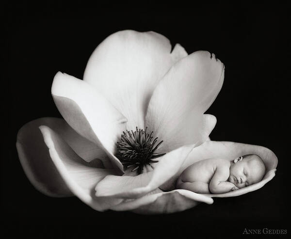 Black And White Art Print featuring the photograph Violet in a Magnolia by Anne Geddes