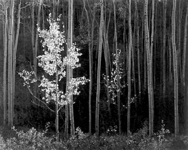 Ansel Adams Art Print featuring the photograph Aspens Northern New Mexico #2 by Ansel Adams