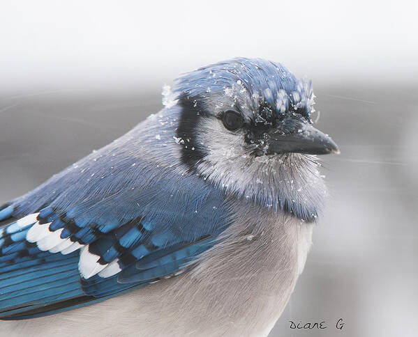 Blue Jay In A Blizzard Art Print featuring the photograph Blue Jay in a blizzard #2 by Diane Giurco