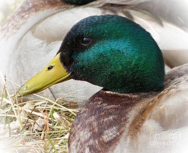 Ducks Art Print featuring the photograph My Best Side by Rennae Christman