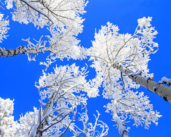 Snowy Tree Art Print featuring the photograph Snowy Trees #2 by Lowell Monke
