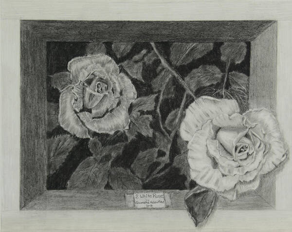 Rose Art Print featuring the drawing 2 White Roses by Quwatha Valentine