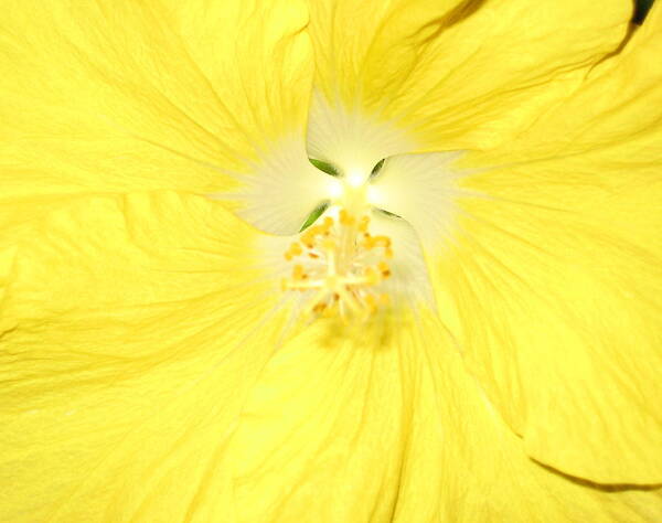Flower Art Print featuring the photograph Yellow Hibiscus #2 by Debbie Levene
