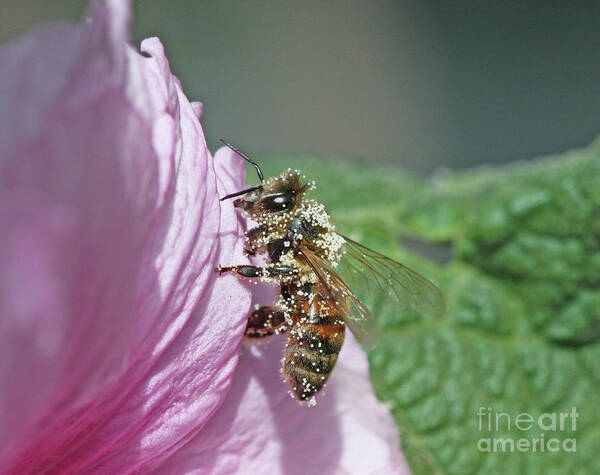 Honeybee Art Print featuring the photograph Honeybee #27 by Gary Wing