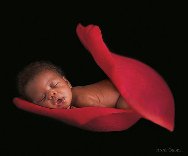 Rose Art Print featuring the photograph Amaya in a Rose Petal by Anne Geddes