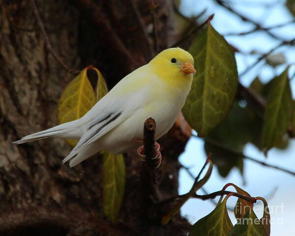 Nature Art Print featuring the photograph Leucistic American Goldfinch #6 by Jack R Brock
