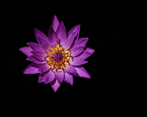 Water Lily Art Print featuring the photograph Water Lily #52 by Robert Ullmann