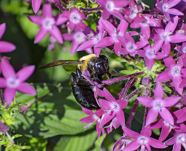 Bee Art Print featuring the photograph A Bee See by Kenneth Albin