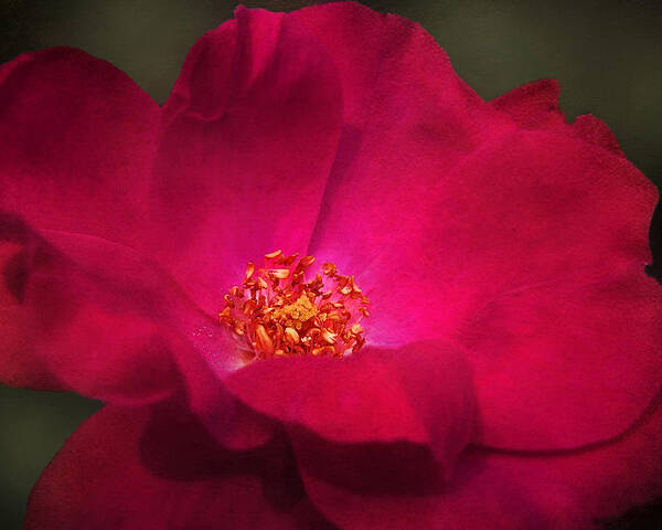 Red Rose Art Print featuring the photograph A Rose For My Love by Kathi Mirto