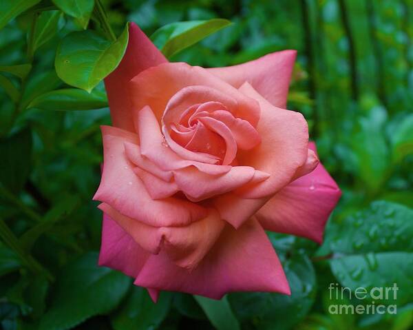 Rose Art Print featuring the photograph A Rose in Spring by Alice Mainville