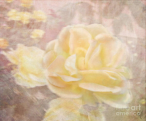 A Softer Rose Art Print featuring the photograph A Softer Rose by Victoria Harrington