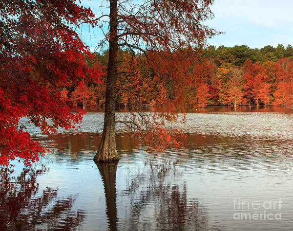 Trap Pond Art Print featuring the photograph October Color by Robert Pilkington