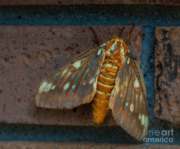 Moth Art Print featuring the photograph Alien Moth by Metaphor Photo