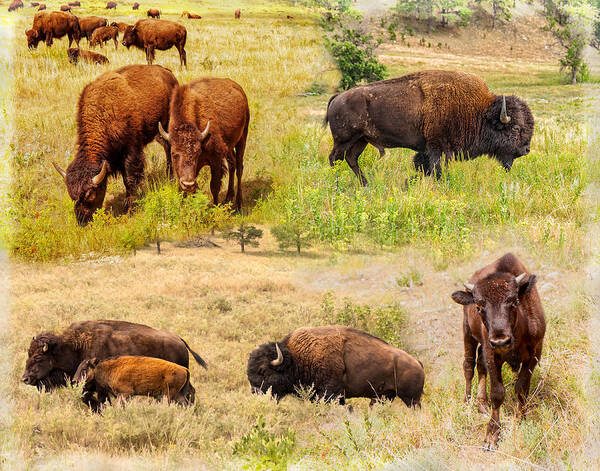 Landscape Art Print featuring the photograph American Bison Collage by John M Bailey