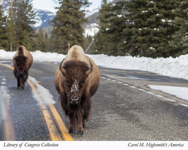 Carol M. Highsmith Art Print featuring the photograph American bison in Yellowstone National Park by Carol M Highsmith
