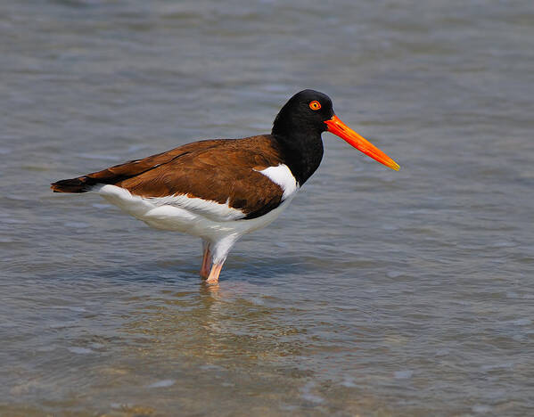 American Oystercatcher Art Print featuring the photograph American Oystercatcher by Tony Beck