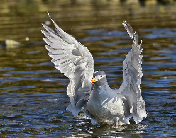 A Glaucous-winged Seagull Bathes In A Creek - Sunshine Coast Art Print featuring the photograph Angel Wings by Carl Olsen
