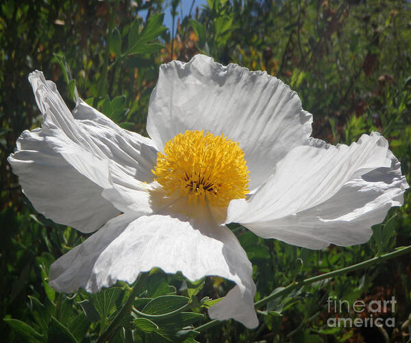 White Flowers Art Print featuring the photograph Angelic by Daniele Smith