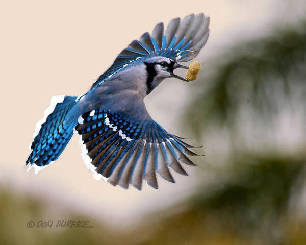 Blue Jay Art Print featuring the photograph Another Peanut by Don Durfee