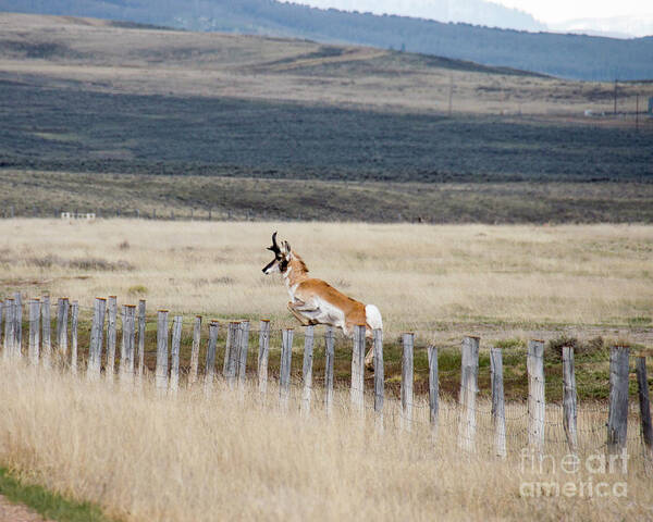 Antelope Art Print featuring the photograph Antelope jumping fence 1 by Rebecca Margraf