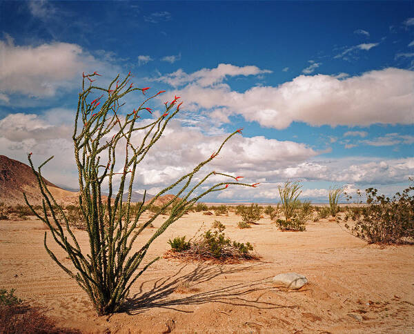 Anza Borrego Desert Art Print featuring the photograph Anza Borrego Desert by Kris Rasmusson