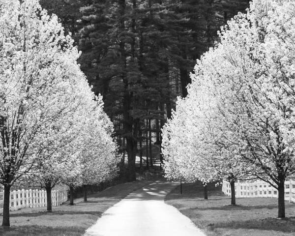 Trees Art Print featuring the photograph April by George Pennington