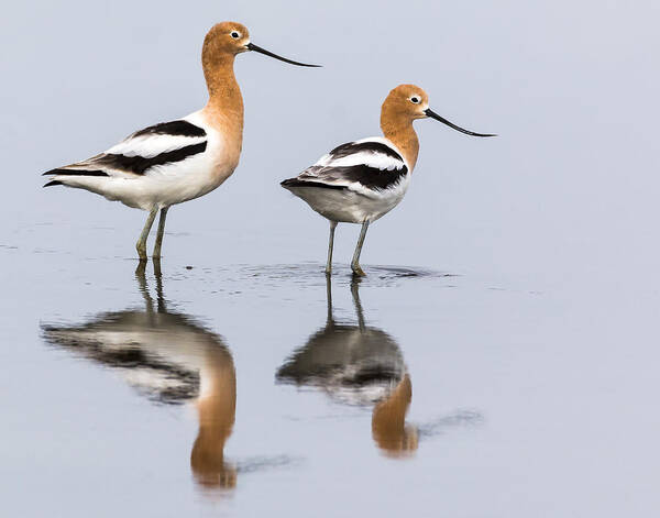 Avocet Art Print featuring the photograph Avocets by Jim Miller