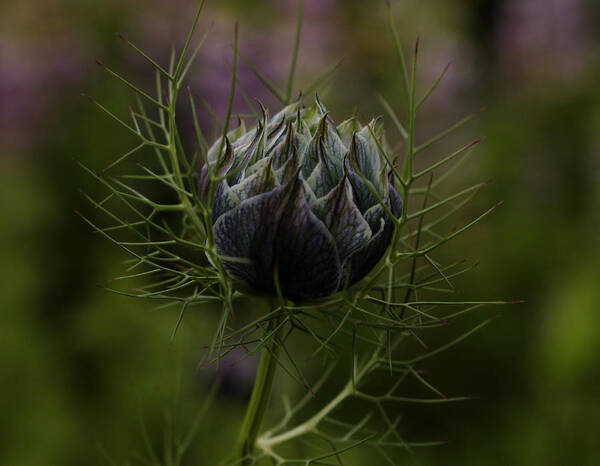 Dreamer By Design Photography Art Print featuring the photograph Awaiting Bloom by Kami McKeon