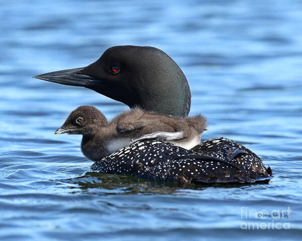Loon Art Print featuring the photograph Baby Loon Pram by Heather King