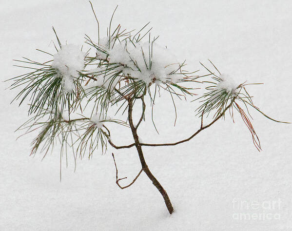 Pine Art Print featuring the photograph Baby Pine by Mim White