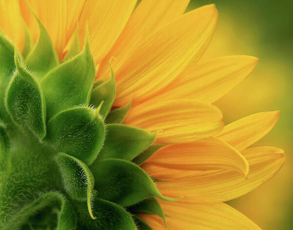 Back View Of Sunflower Art Print featuring the photograph Back view of sunflower by Carolyn Derstine