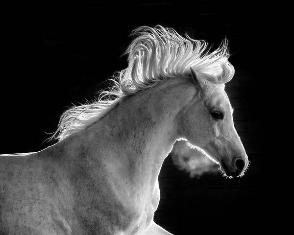 Backlit Arabian Art Print featuring the photograph Backlit Arabian by Wes and Dotty Weber