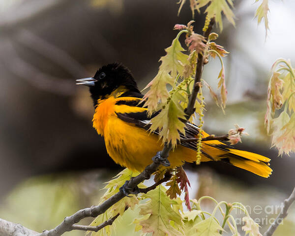 Baltimore Oriole Art Print featuring the photograph Baltimore Oriole by Ronald Grogan