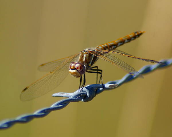 Dragonfly Art Print featuring the photograph Barbed Wire Dragonfly by Ben Upham III