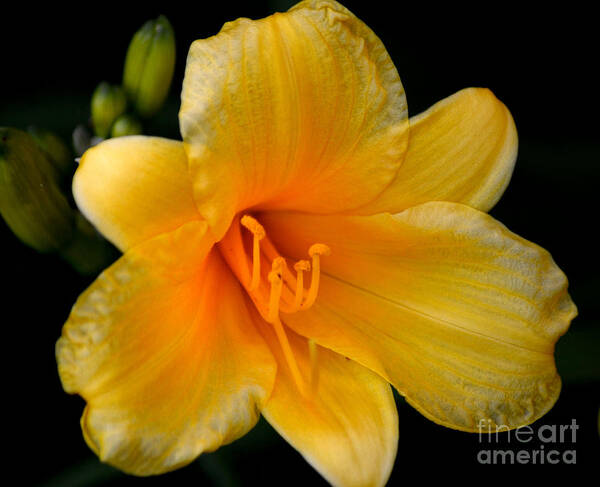 Daylily Art Print featuring the photograph Beautiful Day by Deb Halloran