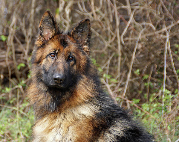 German Shepherd Art Print featuring the photograph Beautiful Jessy by Sandy Keeton