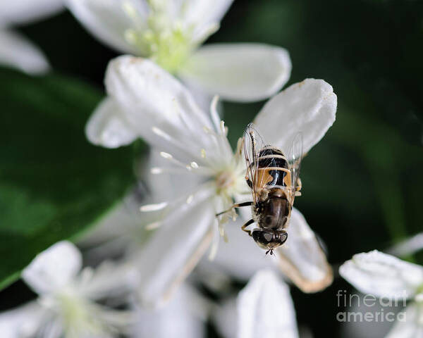 Bee Art Print featuring the photograph Bee on Sweet Autumn Clematis by Tamara Becker