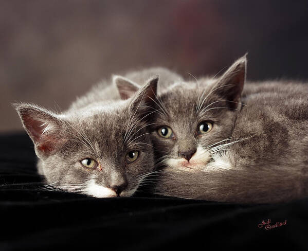 Kittens Art Print featuring the photograph Best Friends Forever by Judi Quelland