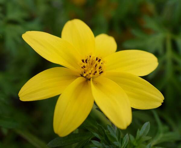 Yellow Art Print featuring the photograph Bidens 'Yellow Charm' by Jimmy Chuck Smith