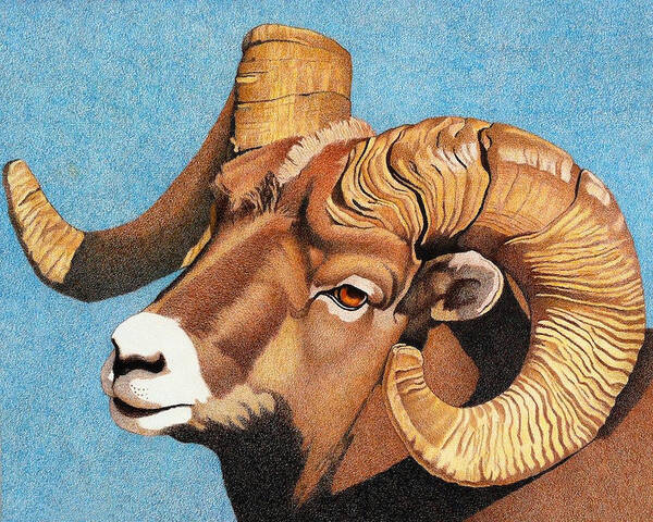 Art Art Print featuring the drawing Bighorn Sheep Portrait by Dan Miller