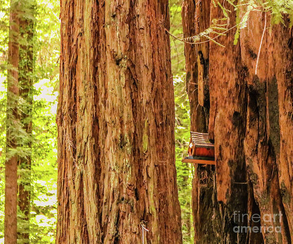 Wildlife Art Print featuring the photograph Birdhouse in a redwood tree by Claudia M Photography