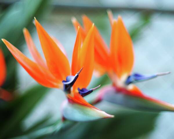 Birds Of Paradise Art Print featuring the photograph Birds of Paradise by Matt Quest