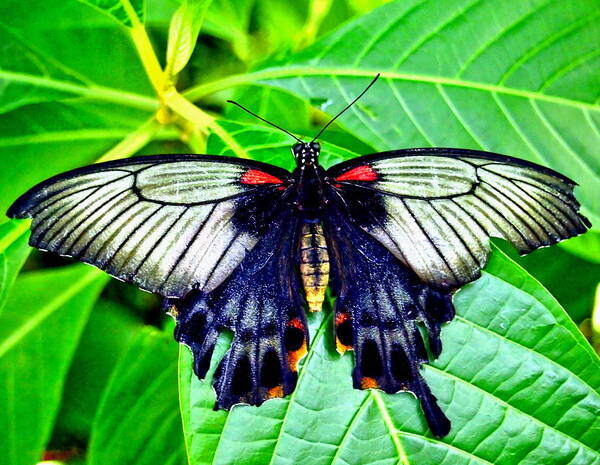 Nature Art Print featuring the photograph Black Spring Butterfly by Amy McDaniel