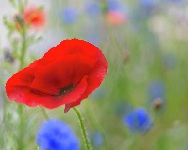 Poppy Art Print featuring the photograph Blowing Poppy by Kathy Paynter